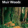 Image of tree trunks with black bar at top with white text that reads "Muir Woods National Monument"
