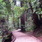 Photo of new boardwalk curving around redwood trees in Pinchot Grove, Muir Woods Photo of new boardwalk curving around redwood trees in Pinchot Grove, Muir Woods