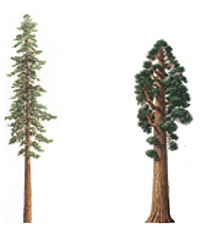 sequioa and redwoods