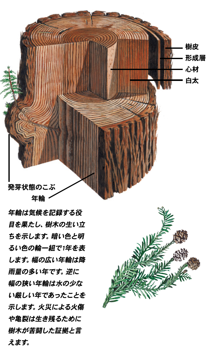 muwo stump japan