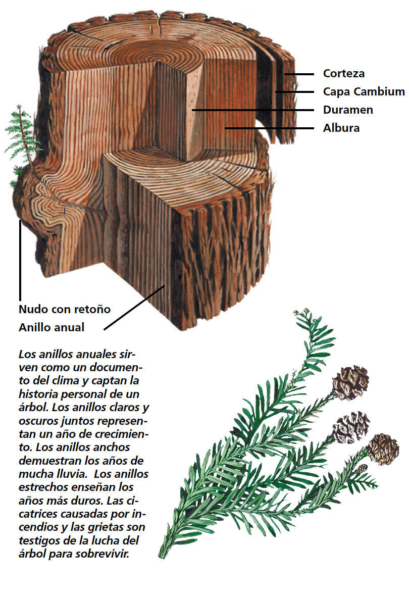 muwo stump spanish