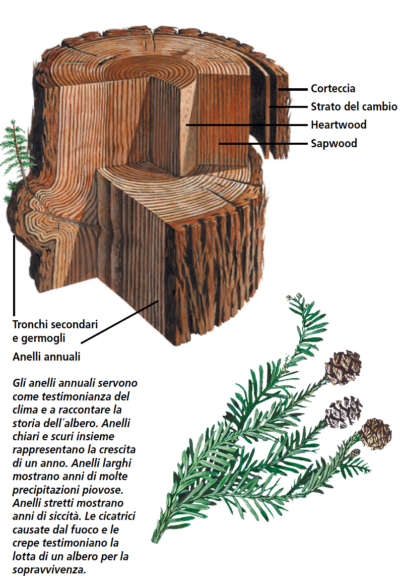 muwo stump italian