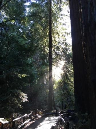 Rain drops seen falling along the paved path of redwoods