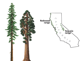 Tall thin tree and slightly shorter, thicker tree with map of California showing coastal range for redwoods and sequoia range on the east near the Sierra Nevada Mountains.