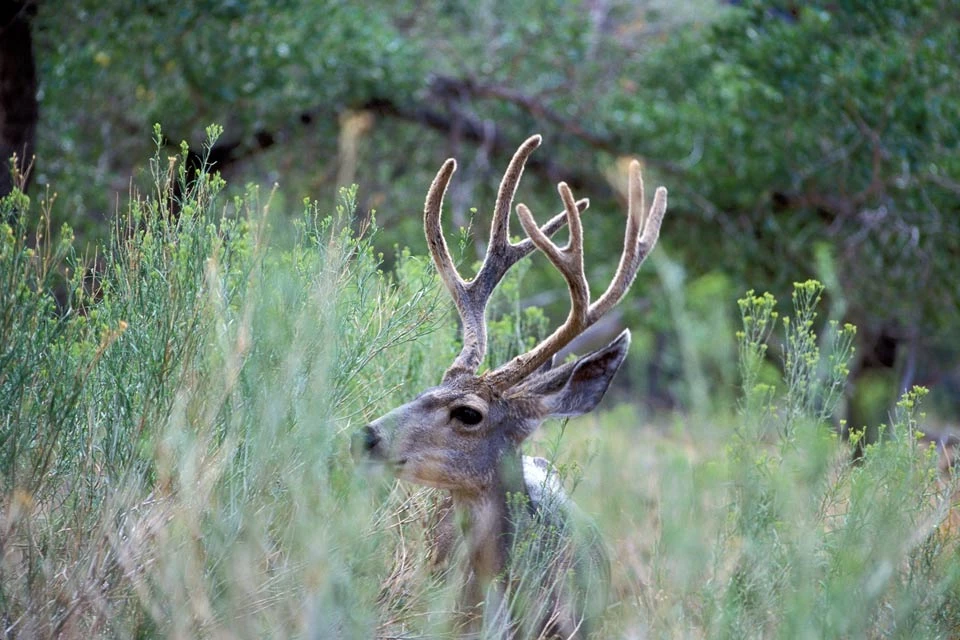 Mule deer buck mule deer buck sitting in tall grass