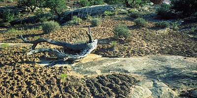 Biological soil crust Biological soil crust