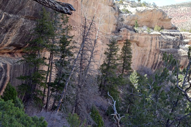 A stand of Douglas fir trees growing in the shade on a canyon slope