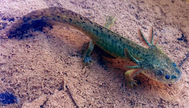 young tiger salamander