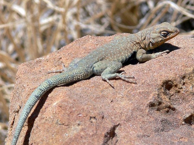 side-blotched lizard