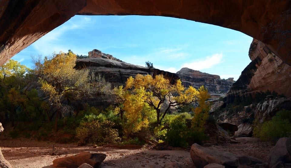 yellow and orange fall color on Cottonwood trees below Kachina Bridge