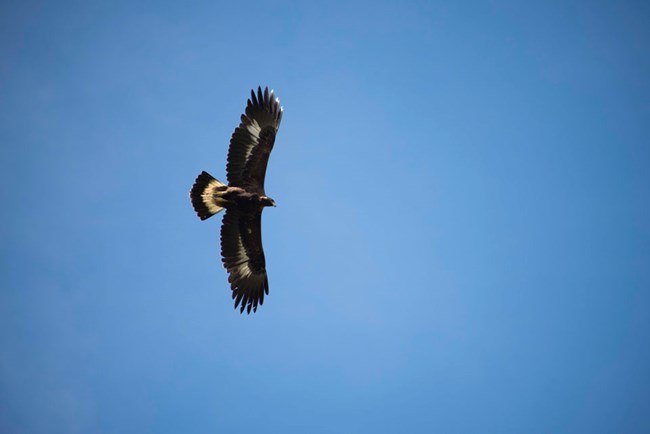 large raptor with dark feathers and white patches under its outstretched wings soaring overhead