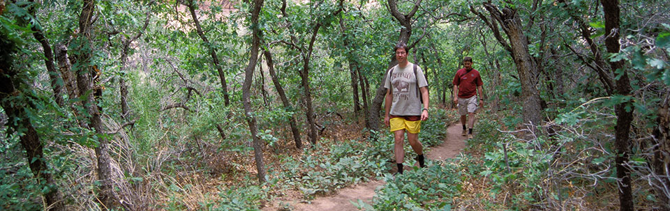 two men hike on a wooded trail two men hike on a wooded trail