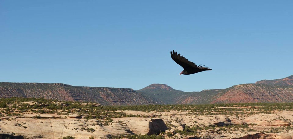 turkey vulture in flight over the mesa
