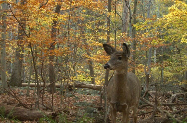 A picture of a white-tailed deer in a forest