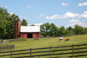 Two cows graze in a grass field behind a wooden fence with a red farm building in the background.