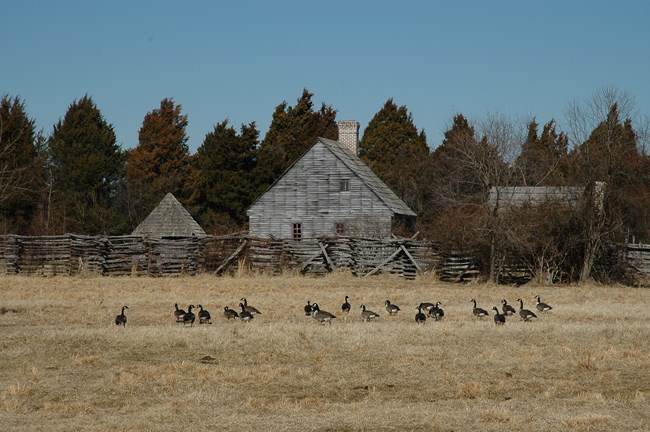 A flock of Geese rest in a grassy field in front of old, weathered farm buildings.