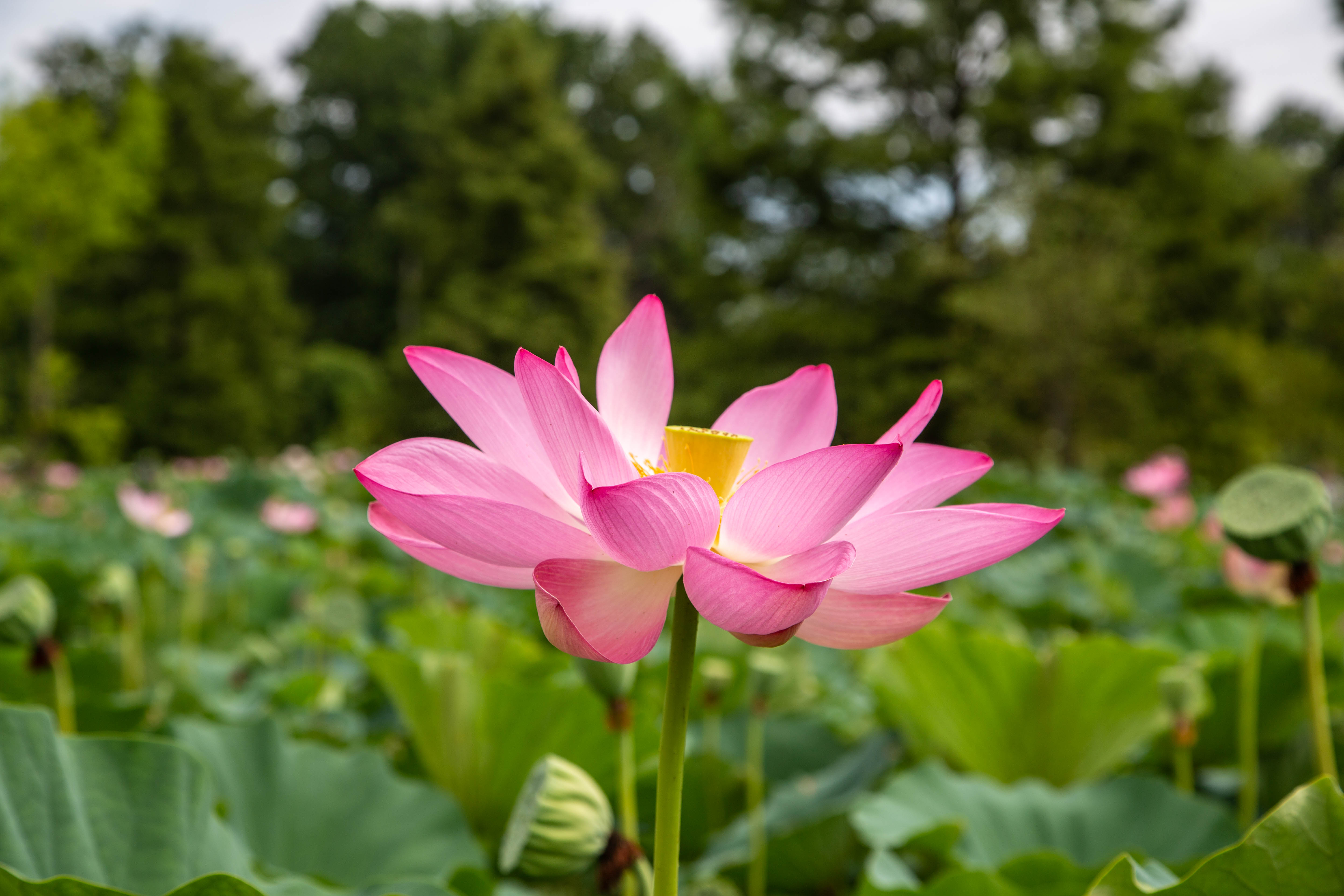 Pink lotus flower