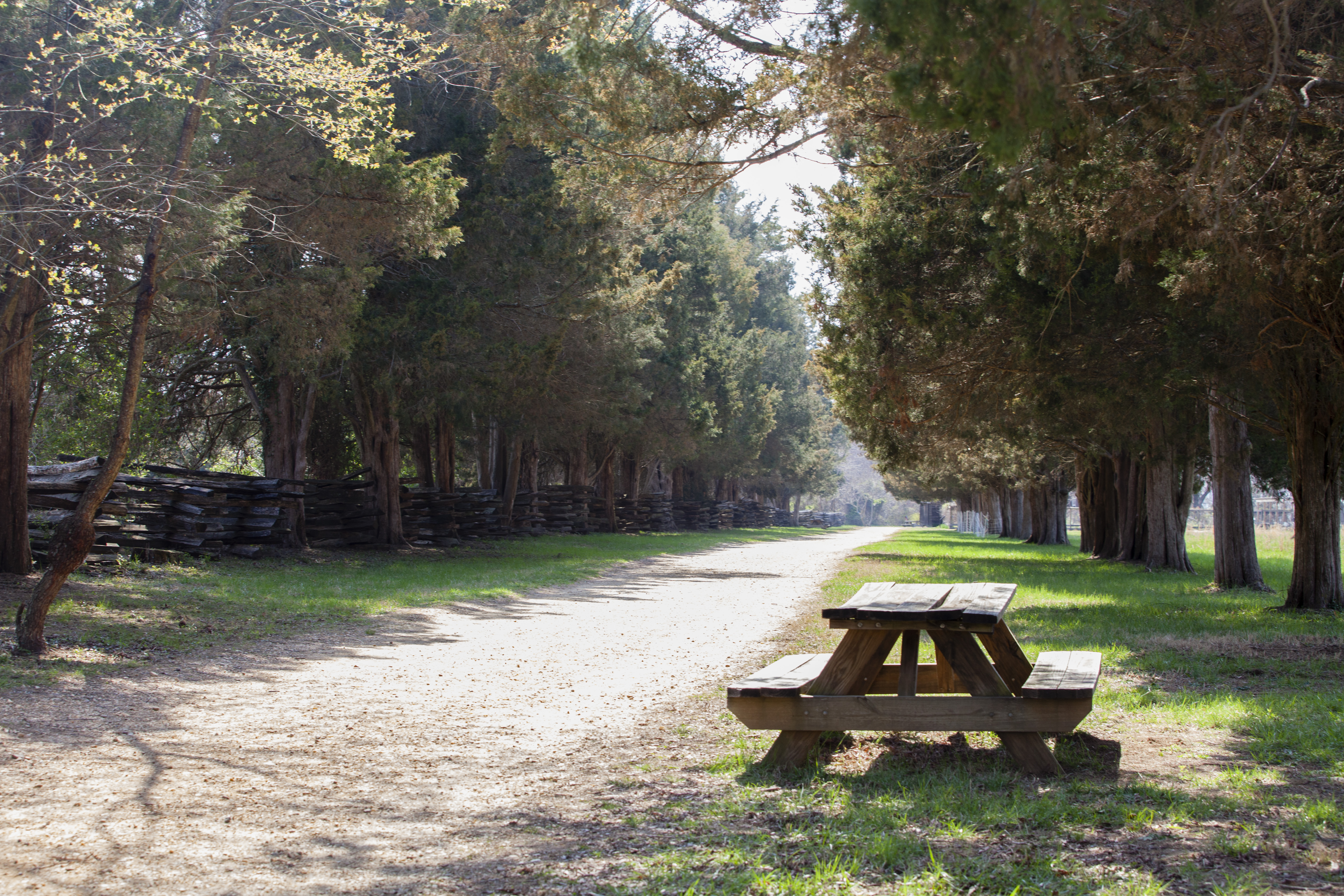 A picnic table sits next to a dirt path. Large trees line both sides of the path.