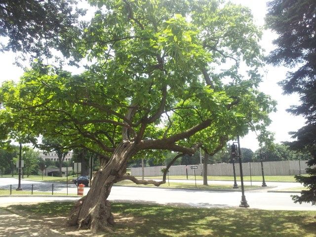 Catalpa Tree along Independence Avenue