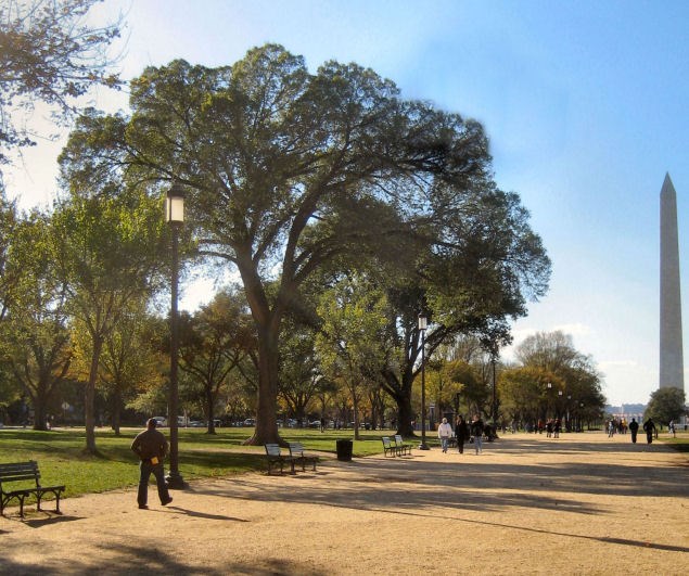 A large elm tree along a path on the National Mall. The Washington Monument is in the distance.