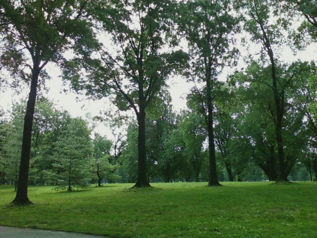A line of willow oak trees in the grass
