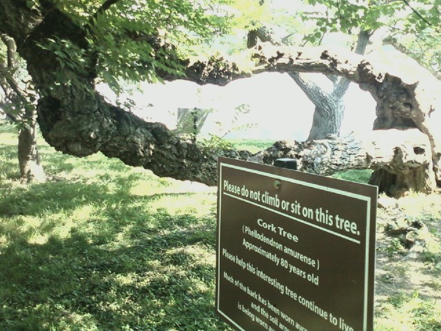 Cork tree with a sign reading "Please do not sit on this tree"