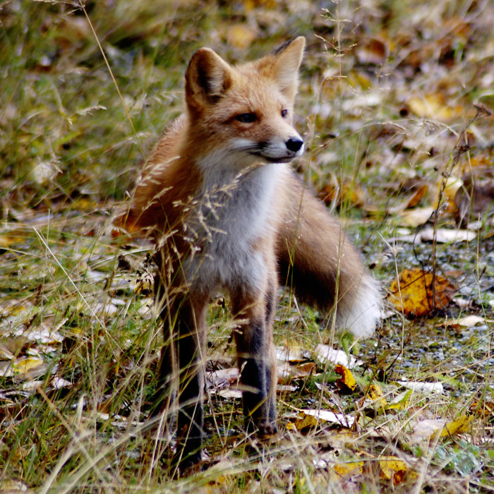 Red Fox