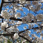 Cherry Blossoms in Bloom