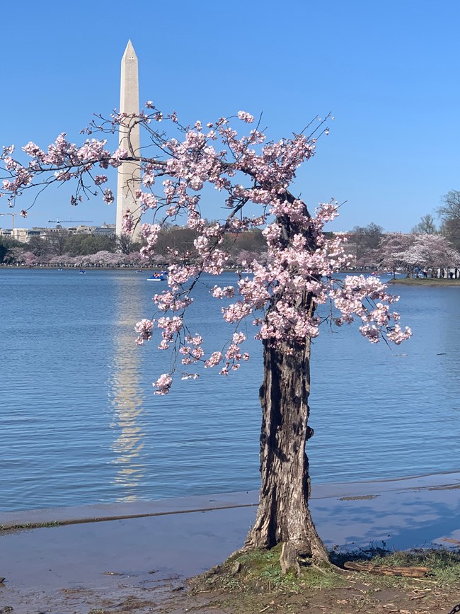 Badly deteriorated tree with blossoms on a few branches, next to a body of water