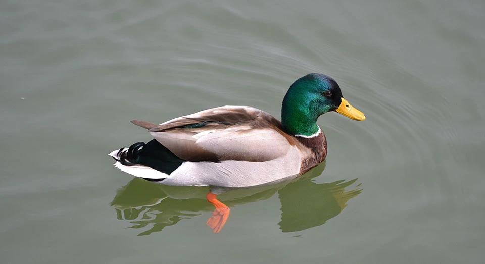 Duck Duck swimming in Constitution Gardens