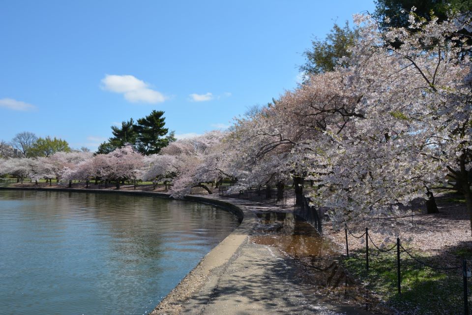 Cherry blossom trees along the Tidal Basin