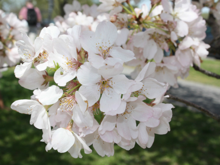 Close up of a cherry blossom