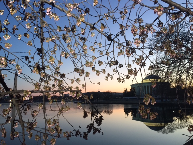 cherry blossoms at sunrise