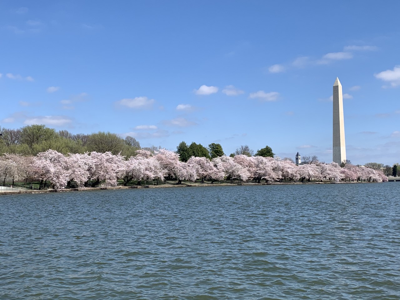 Cherry blossom trees in bloom along a body of water