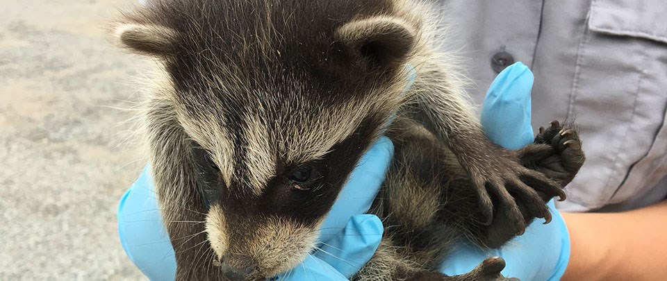 Picture of NPS staff holding raccoon for research