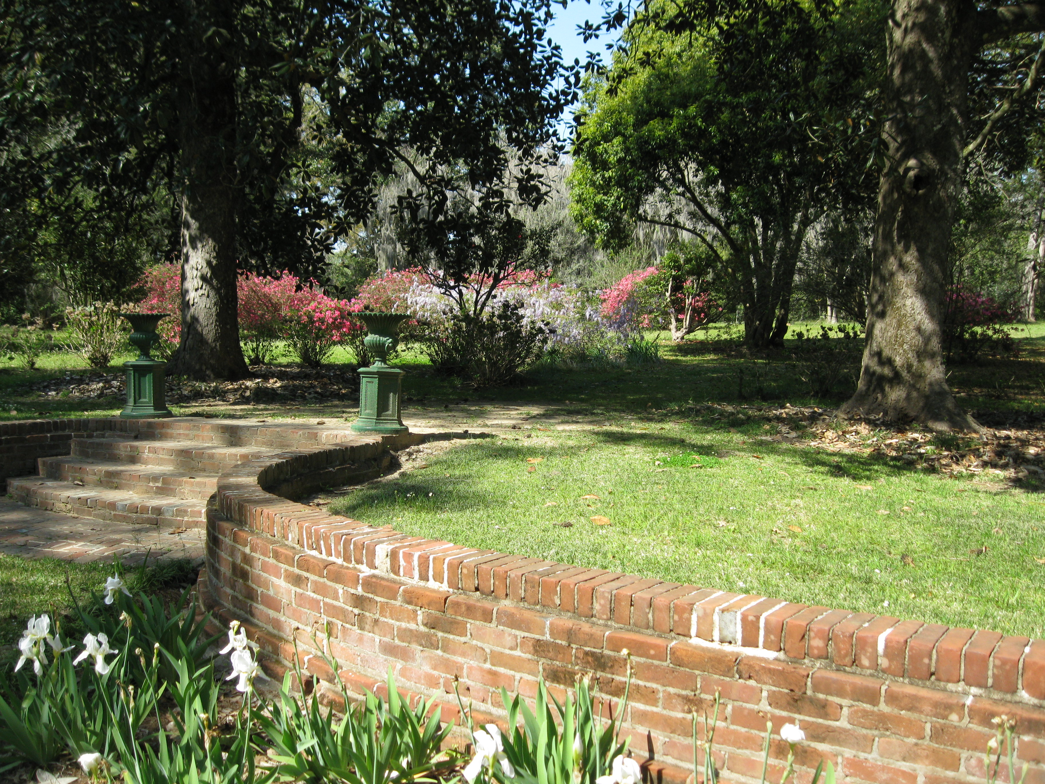 White irises in front of a brick parterre with trees and flowering shrubs on the background
