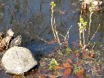 Turtle in pond at Melrose estate