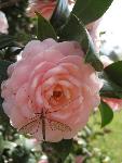 Cranefly on camellia at Melrose