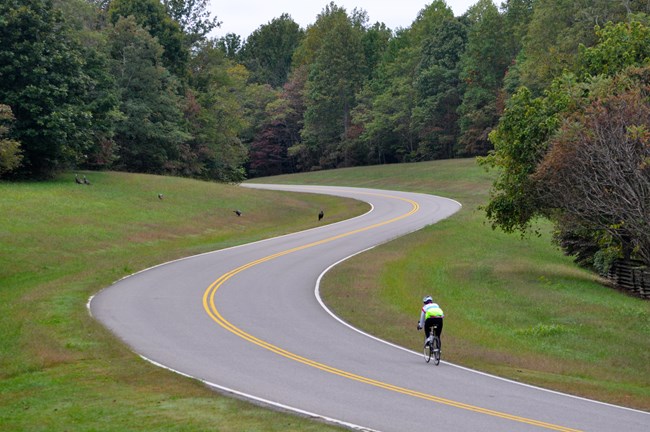 Bicyclist in high visibility clothing on a winding roadway surrounded by trees, turkeys line the road to the left.