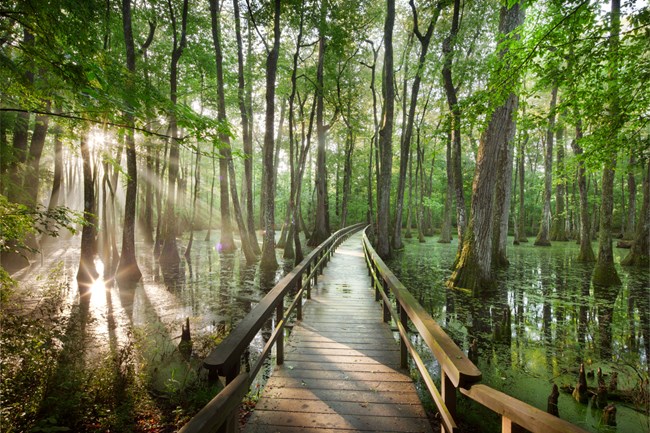 Sunrise over a swamp with a boardwalk in the middle of large cypress trees.