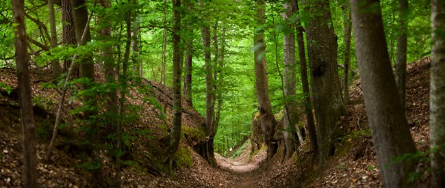 A path that has sunken in the forest with large trees towering on land that sits about 6-10 feet above the path.
