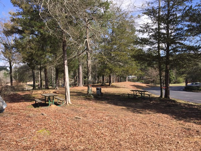 image shows a picnic table with fire rings nestled in cedar trees