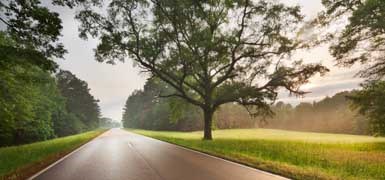 NATR morning light over a wet road, surrounded by trees.