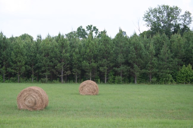 Two tan cylindrical hay bales on a green field with trees bordering.