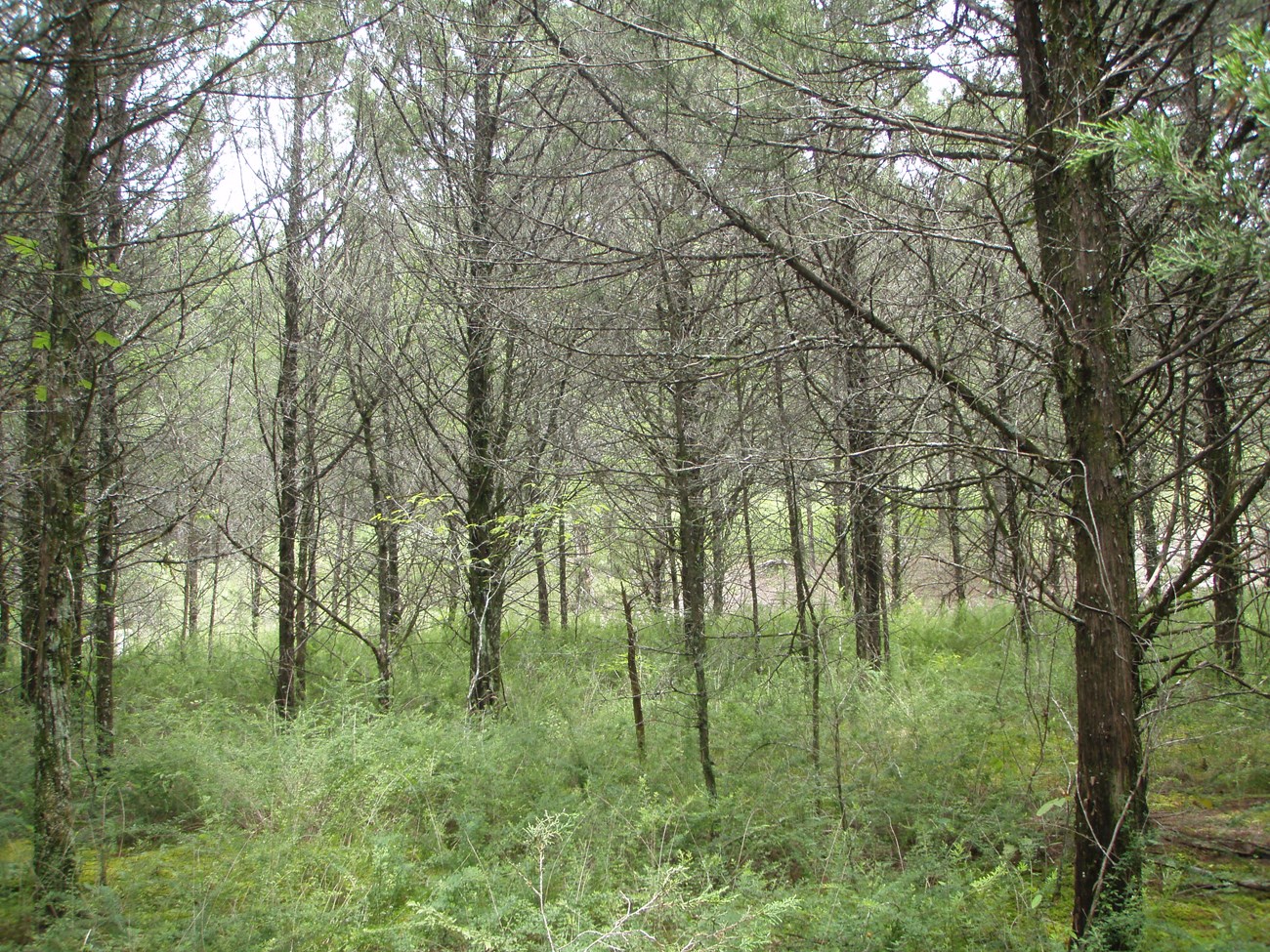 The blackbelt restoration site before using a GyroTrac.