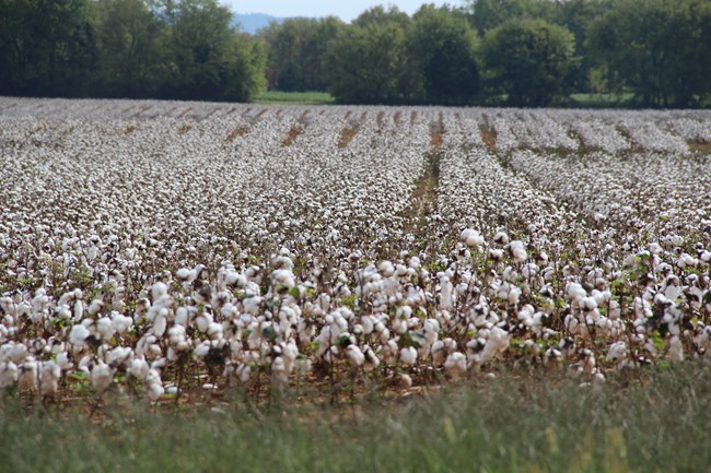Three-foot-high plants with brown stems covered with puffy white balls the size of a baseball.