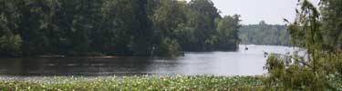 River bending with a dense forest on the far shore.