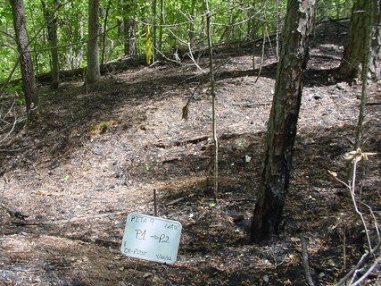Photo taken of monitoring plot one year after a prescribed burn.