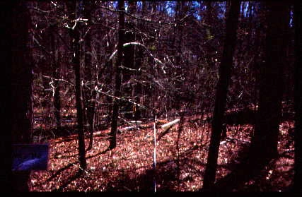 Photo of a monitoring plot before the area put into a burn rotation.