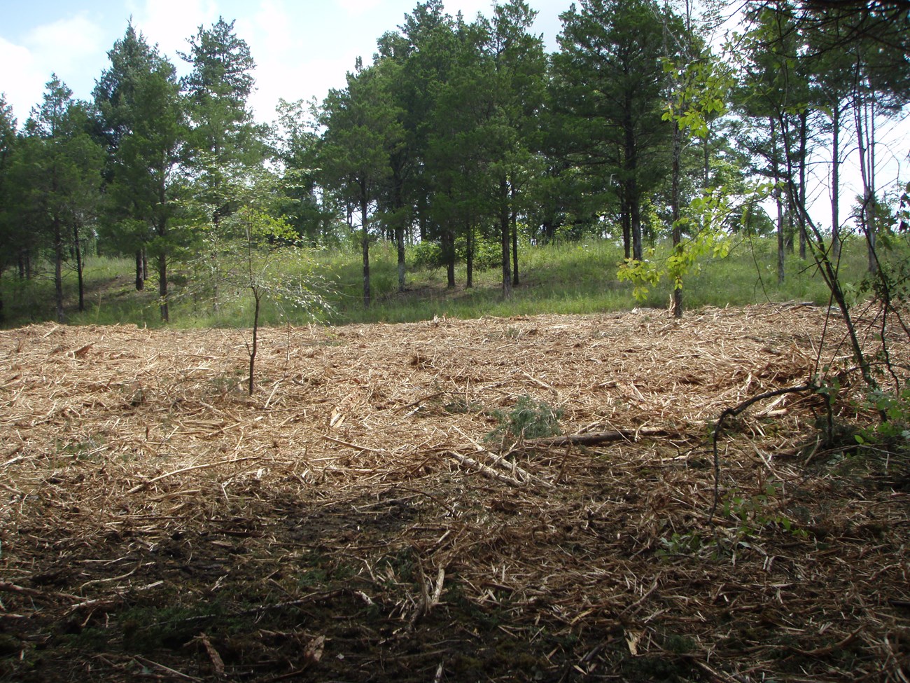 The same site following GyroTrac treatment.